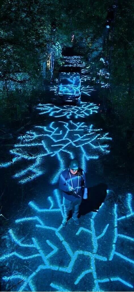 Blue coral-patterned lighting art installation